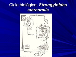 Ciclo biológico: Strongyloides
          stercoralis
 
