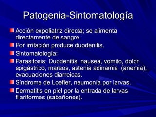 Patogenia-Sintomatología
Acción expoliatriz directa; se alimenta
directamente de sangre.
Por irritación produce duodenitis.
Sintomatología:
Parasitosis: Duodenitis, nausea, vomito, dolor
epigástrico, mareos, astenia adinamia (anemia),
evacuaciones diarreicas.
Síndrome de Loefler, neumonía por larvas.
Dermatitis en piel por la entrada de larvas
filariformes (sabañones).
 