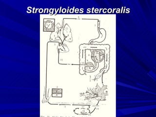 Strongyloides stercoralis
 