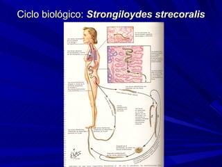 Ciclo biológico: Strongiloydes strecoralis
 