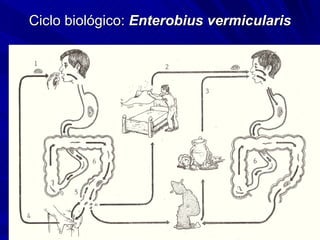 Ciclo biológico: Enterobius vermicularis
 