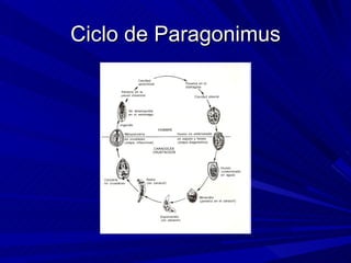 Ciclo de Paragonimus
 