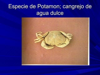 Especie de Potamon; cangrejo de
          agua dulce
 