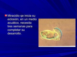 Miracidio qe inicia su
eclosión, en un medio
acuático, necesita
tres semanas para
completar su
desarrollo.
 