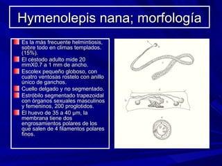 Hymenolepis nana; morfología
Es la más frecuente helmintiosis,
sobre todo en climas templados.
(15%).
El céstodo adulto mide 20
mmX0.7 a 1 mm de ancho.
Escolex pequeño globoso, con
cuatro ventosas rostelo con anillo
único de ganchos.
Cuello delgado y no segmentado.
Estróbilo segmentado trapezoidal
con órganos sexuales masculinos
y femeninos, 200 proglotidos.
El huevo de 35 a 40 µm, la
membrana tiene dos
engrosamientos polares de los
que salen de 4 filamentos polares
finos.
 