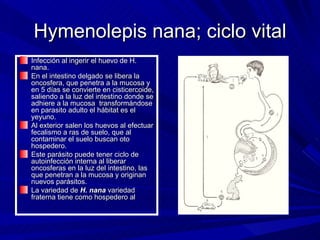 Hymenolepis nana; ciclo vital
Infección al ingerir el huevo de H.
nana.
En el intestino delgado se libera la
oncosfera, que penetra a la mucosa y
en 5 días se convierte en cisticercoide,
saliendo a la luz del intestino donde se
adhiere a la mucosa transformándose
en parasito adulto el hábitat es el
yeyuno.
Al exterior salen los huevos al efectuar
fecalismo a ras de suelo, que al
contaminar el suelo buscan oto
hospedero.
Este parásito puede tener ciclo de
autoinfección interna al liberar
oncosferas en la luz del intestino, las
que penetran a la mucosa y originan
nuevos parásitos.
La variedad de H. nana variedad
fraterna tiene como hospedero al
 