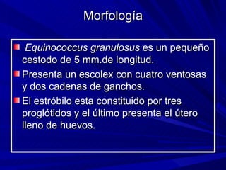 Morfología

 Equinococcus granulosus es un pequeño
cestodo de 5 mm.de longitud.
Presenta un escolex con cuatro ventosas
y dos cadenas de ganchos.
El estróbilo esta constituido por tres
proglótidos y el último presenta el útero
lleno de huevos.
 