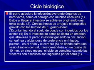 Ciclo biológico
El perro adquiere la infeccióndevorando órganos de
herbívoros, como el borrego con muchos escólices (1).
Estos al llegar al intestino se adhieren originando una
tenia adulta (2). Con las heces es arrojado el proglotido
grávido con los huevos de E. graanulosus
(3)contaminando el suelo de donde son ingeridos por los
ovinos (4) En el intestino de estos se libera un embrión,
que atraviesa la pared intestinal ganando la circulación
sanguínea y alojándose de preferencia en hígado,
pulmón , en el riñón y el cerebro (5) en donde sufre una
vesiculisación central, transformándose en un quiste de
10 mm, en cinco meses, el ciclo se completa cuando las
vísceras con escolices son ingeridas por el perro (1).
 