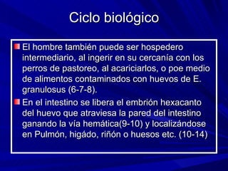 Ciclo biológico
El hombre también puede ser hospedero
intermediario, al ingerir en su cercanía con los
perros de pastoreo, al acariciarlos, o poe medio
de alimentos contaminados con huevos de E.
granulosus (6-7-8).
En el intestino se libera el embrión hexacanto
del huevo que atraviesa la pared del intestino
ganando la vía hemática(9-10) y localizándose
en Pulmón, higádo, riñón o huesos etc. (10-14)
 