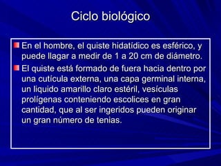 Ciclo biológico

En el hombre, el quiste hidatídico es esférico, y
puede llagar a medir de 1 a 20 cm de diámetro.
El quiste está formado de fuera hacia dentro por
una cutícula externa, una capa germinal interna,
un liquido amarillo claro estéril, vesículas
prolígenas conteniendo escolices en gran
cantidad, que al ser ingeridos pueden originar
un gran número de tenias.
 