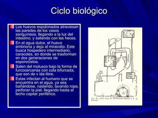 Ciclo biológico
Los huevos espolonados atraviesan
las paredes de los vasos
sanguíneos, llegando a la luz del
intestino, y saliendo con las heces.
En el agua dulce, el huevo
embriona y deja al miracidio. Este
busca hospedero intermediario,
caracoles, en donde se trasforman
en dos generaciones de
esporocistos.
Salen del molusco bajo la forma de
furcocercarias con cola bifurcada,
que son de v ida libre.
Estas infectan al humano que se
encuentra en el agua, ya sea
bañándose, nadando, lavando ropa,
perforan la piel, llegando hasta el
lecho capilar periférico.
 