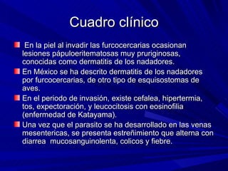 Cuadro clínico
 En la piel al invadir las furcocercarias ocasionan
lesiones pápuloeritematosas muy pruriginosas,
conocidas como dermatitis de los nadadores.
En México se ha descrito dermatitis de los nadadores
por furcocercarias, de otro tipo de esquisostomas de
aves.
En el periodo de invasión, existe cefalea, hipertermia,
tos, expectoración, y leucocitosis con eosinofilia
(enfermedad de Katayama).
Una vez que el parasito se ha desarrollado en las venas
mesentericas, se presenta estreñimiento que alterna con
diarrea mucosanguinolenta, colicos y fiebre.
 