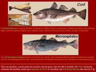 O Cod Gadus Morhua é o legítimo bacalhau. É pescado no Atlântico Norte e considerado o bacalhau mais nobre. Tem coloração
palha e uniforme quando é salgado e seco. Quando cozido, desfaz-se em lascas claras e tenras, de sabor inconfundível.




Já o Cod Gadus Macrocephalus (bacalhau do Pacífico), por parecer com o Cod Gadus Morhua também é vendido como bacalhau
do Porto. As diferenças estão no rabo e barbatanas (com extremidades brancas) e na sua coloração mais clara (quase branco).



Falou em bacalhau, a gente pensa em um único tipo de peixe, mas isto não é verdade. Há 5 tipos de peixes
chamados de bacalhau, sendo que o bacalhau do Porto é o bacalhau tipo Cod Gadus Morhua com mais de 3 kg.
 