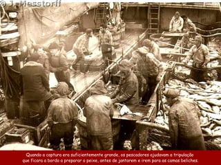 Quando a captura era suficientemente grande, os pescadores ajudavam a tripulação
que ficara a bordo a preparar o peixe, antes de jantarem e irem para as camas beliches.
 