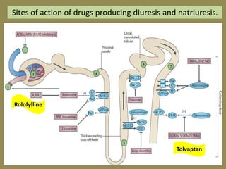 Sites of action of drugs producing diuresis and natriuresis.

Rolofylline

Tolvaptan

 