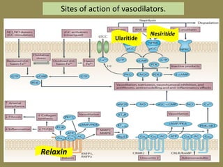 Sites of action of vasodilators.

Ularitide

Relaxin

Nesiritide

 