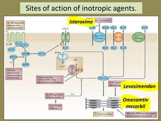 Sites of action of inotropic agents.
Istaroxime

Levosimendan
Omecamtiv
mecarbil

 