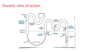 Diuretic sites of action
 