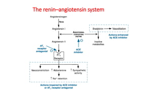 The renin–angiotensin system
 