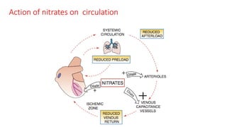 Action of nitrates on circulation
 