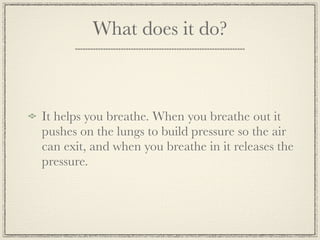 What does it do?



It helps you breathe. When you breathe out it
pushes on the lungs to build pressure so the air
can exit, and when you breathe in it releases the
pressure.
 