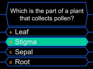 Which is the part of a plant that collects pollen? A  Leaf B  Stigma C  Sepal D  Root 