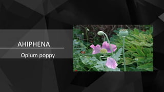 AHIPHENA
Opium poppy
 