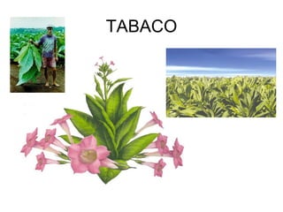 TABACO 