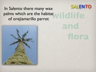 A History Of Salento Colombia