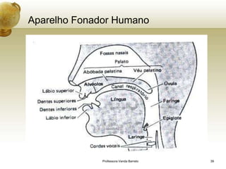 Aparelho Fonador Humano




              Professora Vanda Barreto   39
 