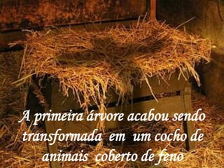 A primeira árvore acabou sendo
transformada em um cocho de
   animais coberto de feno
 