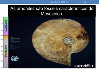 Nuno Correia 2013 - 14 15
As amonites são fósseis característicos do
Mesozoico.
 