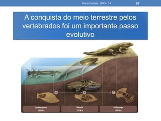 Nuno Correia 2013 - 14 20
A conquista do meio terrestre pelos
vertebrados foi um importante passo
evolutivo
 