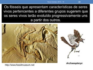 Nuno Correia 2013 - 14 23
Os fósseis que apresentam características de seres
vivos pertencentes a diferentes grupos sugerem que
os seres vivos terão evoluído progressivamente uns
a partir dos outros.
http://www.fossilmuseum.net
Archaeopteryx
 