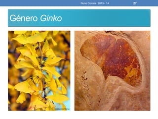 Nuno Correia 2013 - 14 27
Género Ginko
 