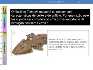 Nuno Correia 2013 - 14 5
O fóssil de Tiktaalik roseae é de um ser com
características de peixe e de anfíbio. Por que razão este
fóssil pode ser considerado uma prova importante da
evolução dos seres vivos?
 