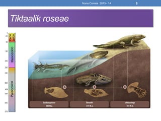 Nuno Correia 2013 - 14 6
Tiktaalik roseae
 