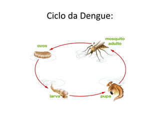 Ciclo da Dengue:
 