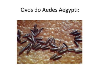 Ovos do Aedes Aegypti:
 