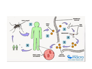 A história do aedes aegypti