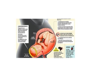 A história do aedes aegypti