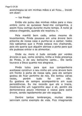 Page13 Of 20

aconchegou-se em minhas mãos e ali ficou... Insisti
em dizer:
— Vai Pinda!
Então ele pulou das minhas mãos para o meu
ombro como se quisesse fazer-me companhia, e
assim ficou comigo durante muito tempo. À noite já
estava chegando, quando ele resolveu ir.
Pela manhã bem cedo, antes mesmo de
levantarmos, Pinda pousava em uma árvore bem
próxima de nossa casa e punha-se a cantar; todos
nós sabíamos que o Pinda estava nos chamando,
pois ele queria que alguém abrisse a porta para que
ele pudesse entrar e se alimentar.
Onde eu moro é tudo cercado por verdes
árvores e que, como cenário, tinha a linda presença
do Pinda, e de seu belíssimo canto... Ele tanto
louvava a Deus quanto nos alegrava.
Pinda lutou para que sua companheira
aceitasse construir o seu ninho em uma árvore bem
em frente à porta de nossa sala, pois ele sempre
gostou de ficar pertinho de nós. Ele tentou várias
vezes,
porém
tudo
foi
em
vão.
Eu gostava de sempre acompanhá-lo em suas
persistências. Eu me recordo que ele a trazia,
mostrava-lhe um lugarzinho aqui e ali, porém ela
demonstrava pouco interesse e voava para outra
árvore, sendo rapidamente por ele seguida.
Dentre tantas lembranças, muitas delas
serviram como exemplo de vida. Fico imaginando

 