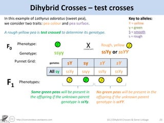 IB Biology AHL Inheritance Part 1- dihybrid crosses.pptx