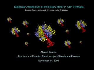 Molecular Architecture of the Rotary Motor in ATP Synthase Ahmed Ibrahim Structure and Function Relationships of Membrane Proteins November 14, 2006 Daniela Stock, Andrew G. W. Leslie, John E. Walker 