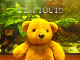 Ahmed, l’ours brun