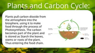 Plants and Carbon Cycle:
• Carbon moves from one storage reservoir to another through a variety of mechanisms.
Plants pull carbon dioxide from
the atmosphere into the
biosphere, using it to make
food through the process of
Photosynthesis. The carbon
becomes part of the plant and
is stored as Starch the leaves,
stems or roots of the plant.
Thus entering the food chain.
 