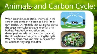 Animals and Carbon Cycle:
• Carbon moves from one storage reservoir to another through a variety of mechanisms.
.
When organisms eat plants, they take in the
carbon and some of it becomes part of their
own bodies. All Animals that eat plants digest
the sugar molecules to get energy for their
bodies. Respiration, excretion, and
decomposition release the carbon back into
the atmosphere or soil, continuing the cycle.
When humans consume plants and animals
we add to this cycling of matter.
 