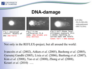 DNA-damage Not only in the REFLEX-project, but all around the world: Ivancsits  et al.  (2002), Aitken  et al.  (2005), Baohong  et al.  (2005),  Gursatej Gandhi (2005), Lixia  et al.  (2006), Baohong  et al.  (2007), Kim  et al.  (2008), Yao  et al.  (2008), Zhang  et al.  (2008),  Kesari  et al.  (2010)  ….  2.45 GHz: Wi-Fi (WLAN) mikroaaltouunit DECT (USA) 