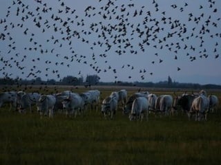 A honvágy címu dal története