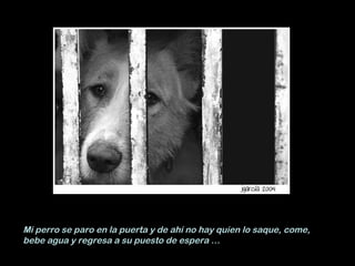 Mi perro se paro en la puerta y de ahí no hay quien lo saque, come, bebe agua y regresa a su puesto de espera … 